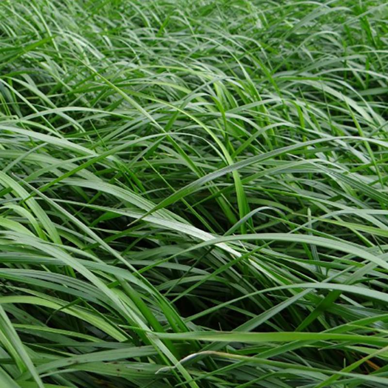 semences ray grass anglais ELIXIR